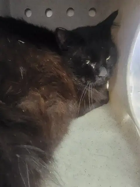 Binx