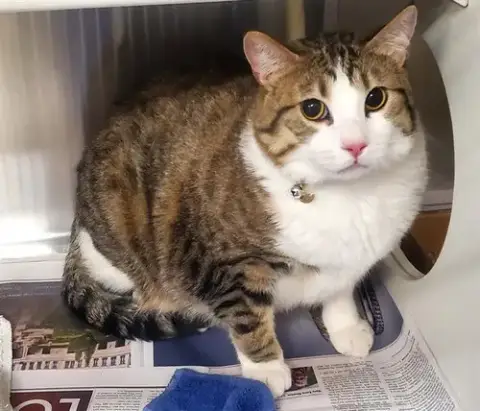 Milo