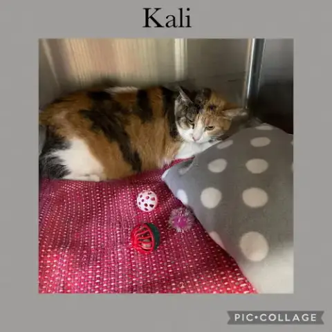 Kali