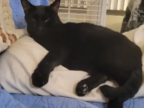 Dexter