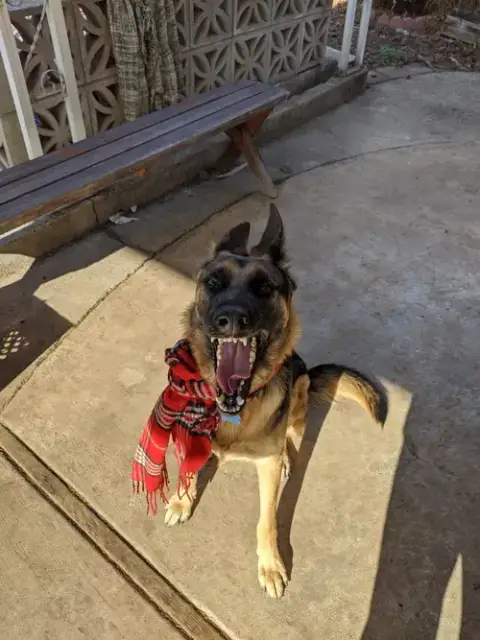 Sadie photo 5
