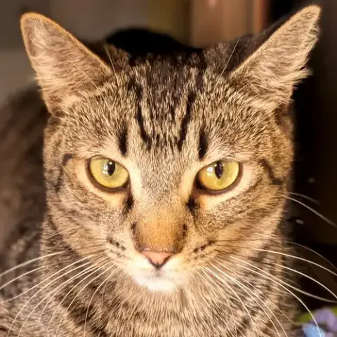 Archie