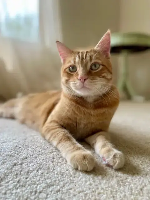 Buddy