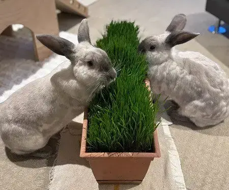 Remy & Tatum