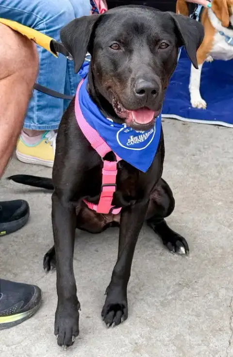 Maggie
