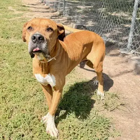 Marmaduke