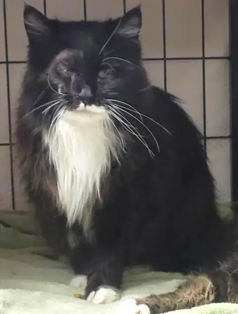 Tuxie And Roxie photo 3