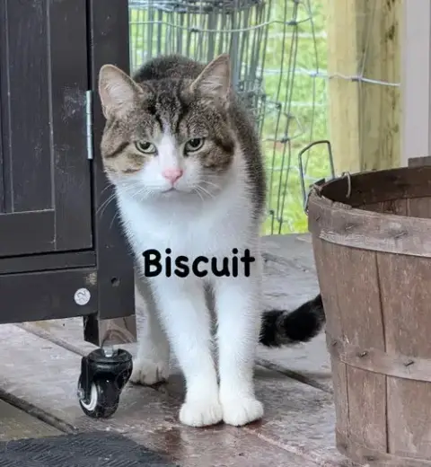 Biscuit