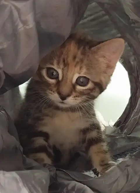 Kaylee * In Foster *