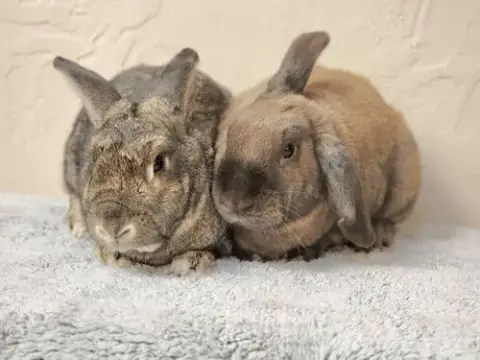 Cinnamon Toast