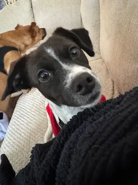 Stella