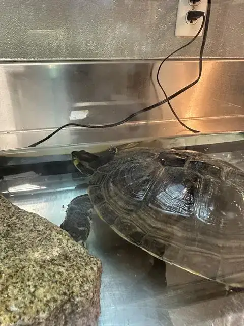 *Shelldon