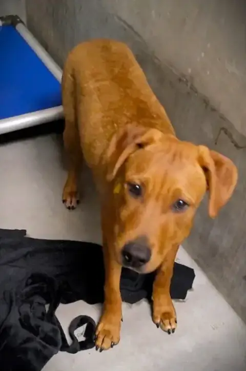 Rufus