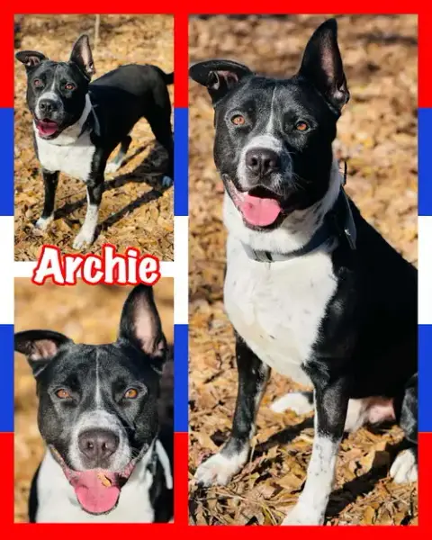 Courtesy Post..Archie