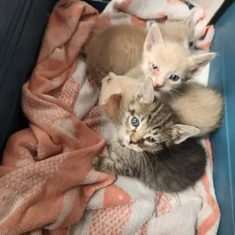 *Cuddles