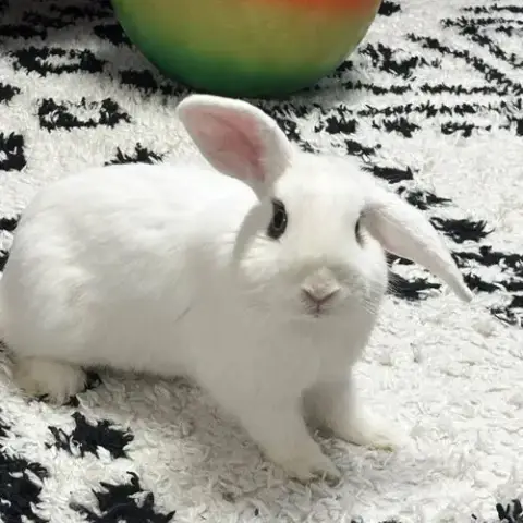 Kip photo 3