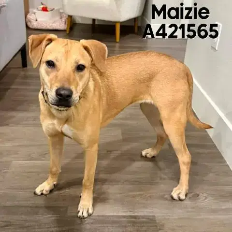 Maizie