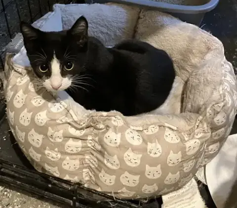 Mylo Tuxedo