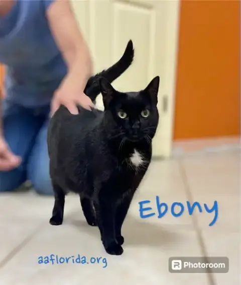 Ebony *Cyd photo 2
