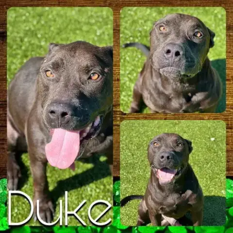 Duke