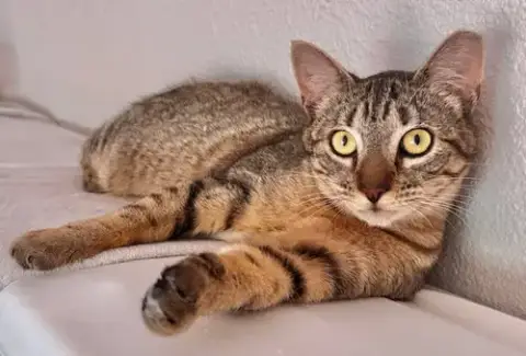 Amira