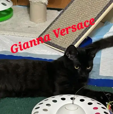 Gianna Versace