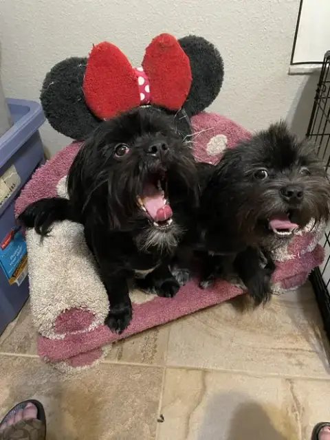Teddy & Bear 2 photo 2