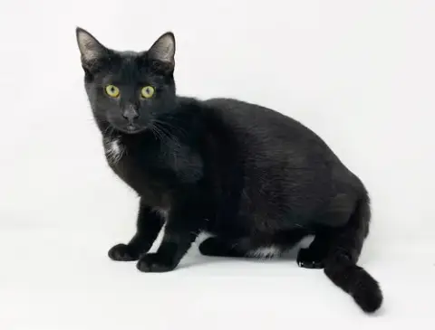 Ct Litter Felicity photo 2