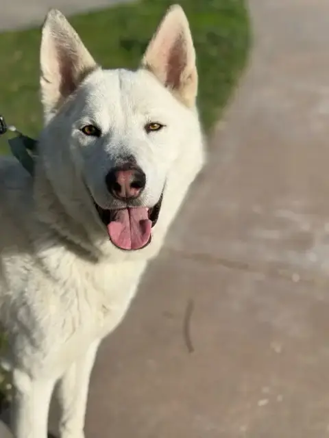 Griffin photo 5