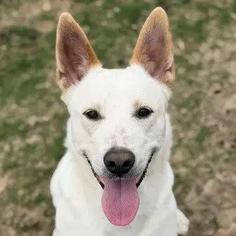 Milo