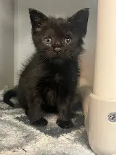 Noir