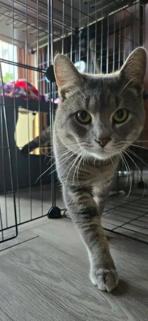 Jynx photo 3