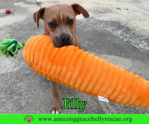 Jilly photo 3