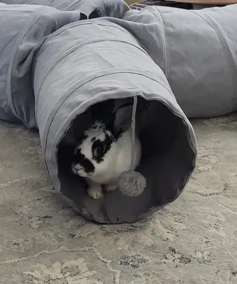 Lola 2 Rabbit photo 4