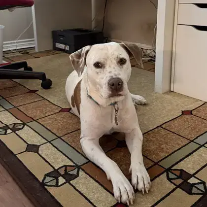 Canelo