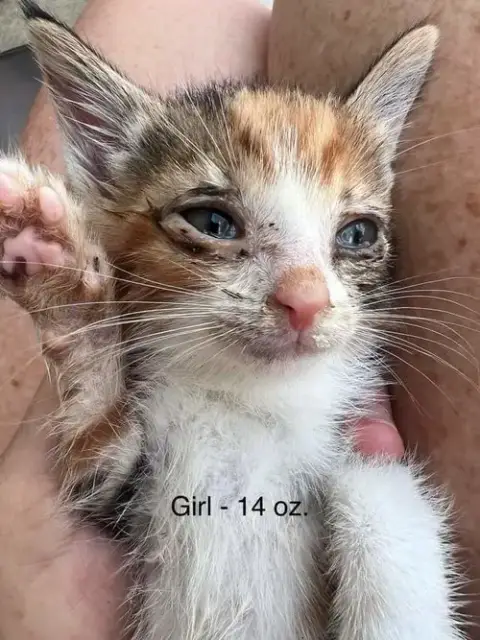 Fosters Needed For Kittens! photo 3