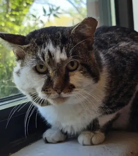 Jrr Tolkitten
