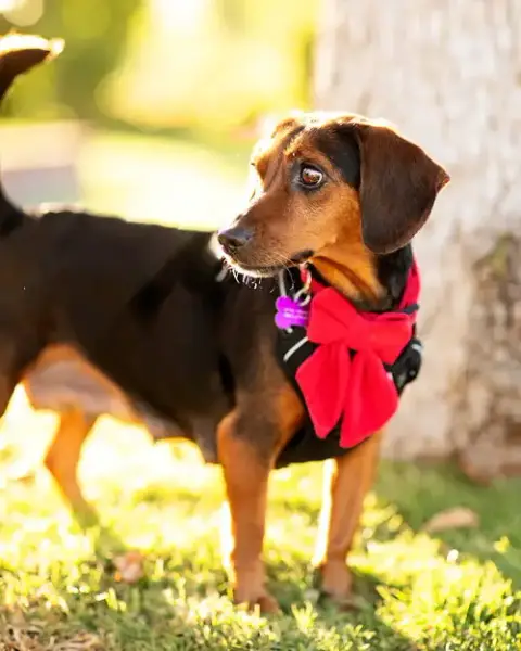 Teddi photo 4