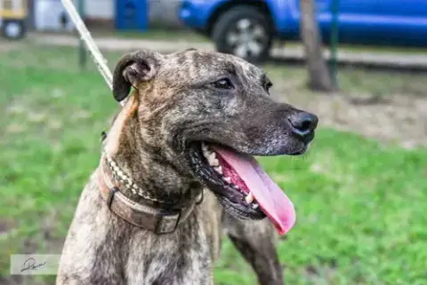 Cora photo 2