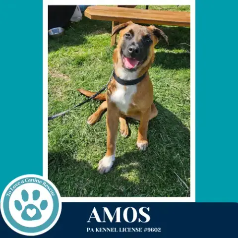 Amos
