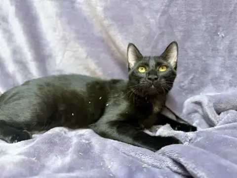 Onyx photo 3