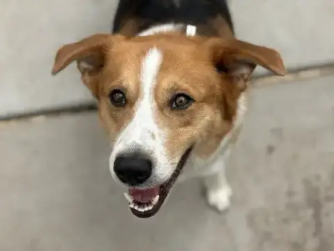 Buddy