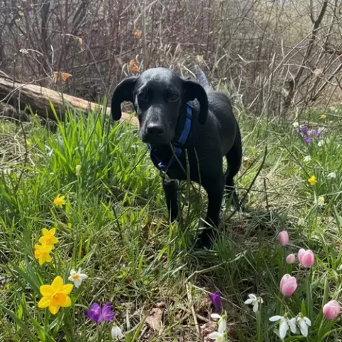 Ringo