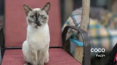 Coco