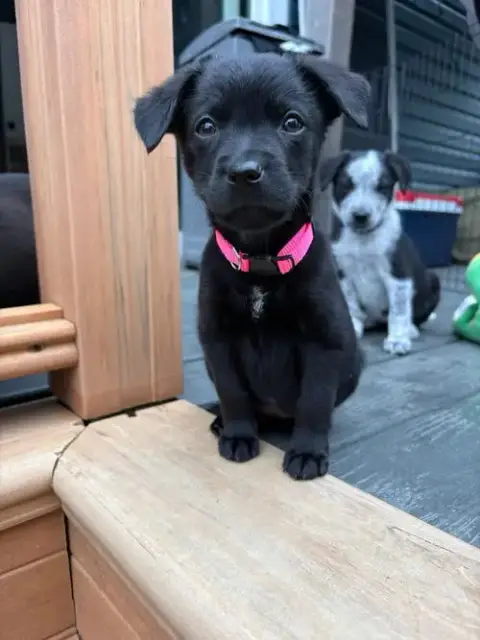 Princess Peanut