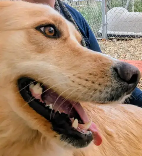 Adoption Pending photo 3