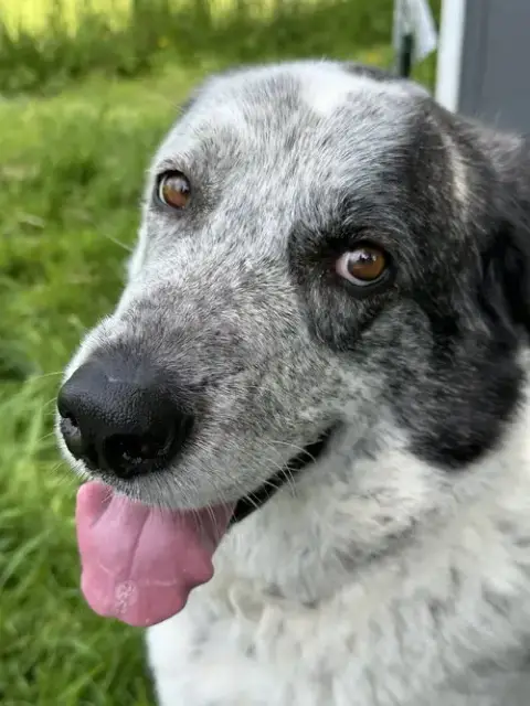 Bolt photo 2