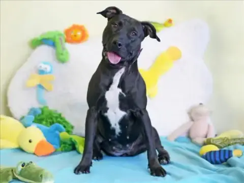 Leila