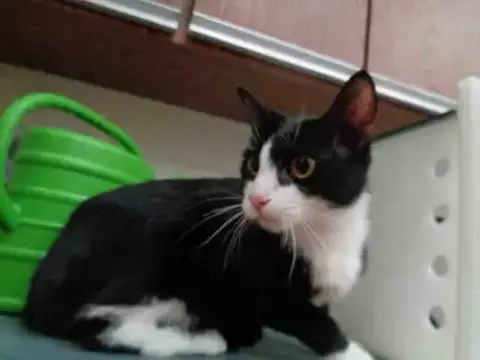 Muneca