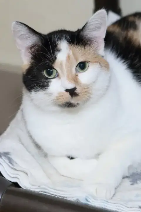 Taz photo 5